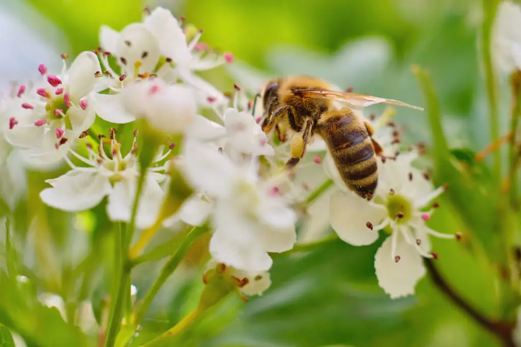 Bee pollinating white flower