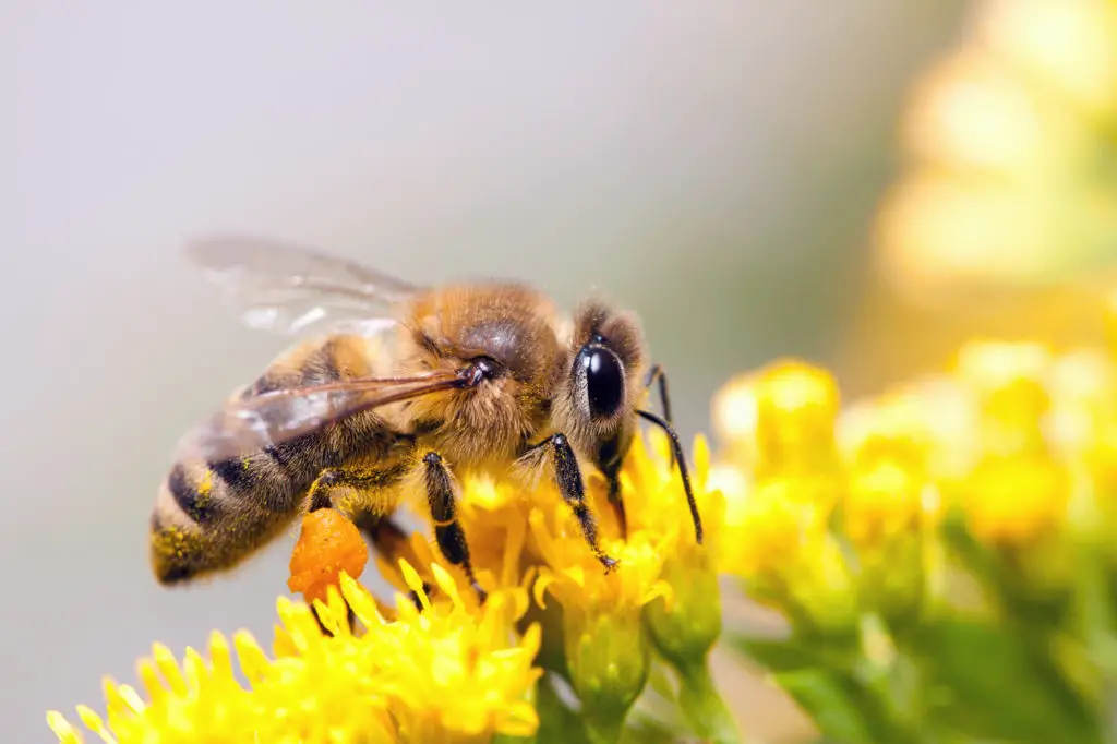 Bee on yellow flower