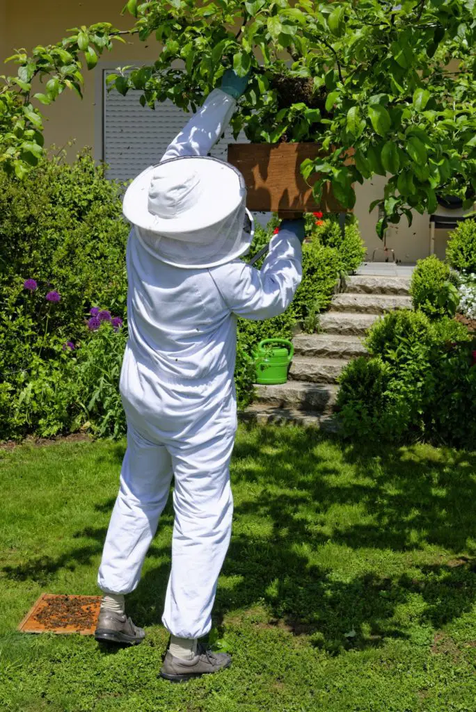 beekeeper moving bee hive