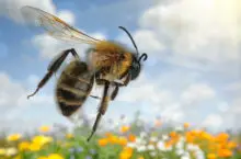 honeybee flying through flower garden