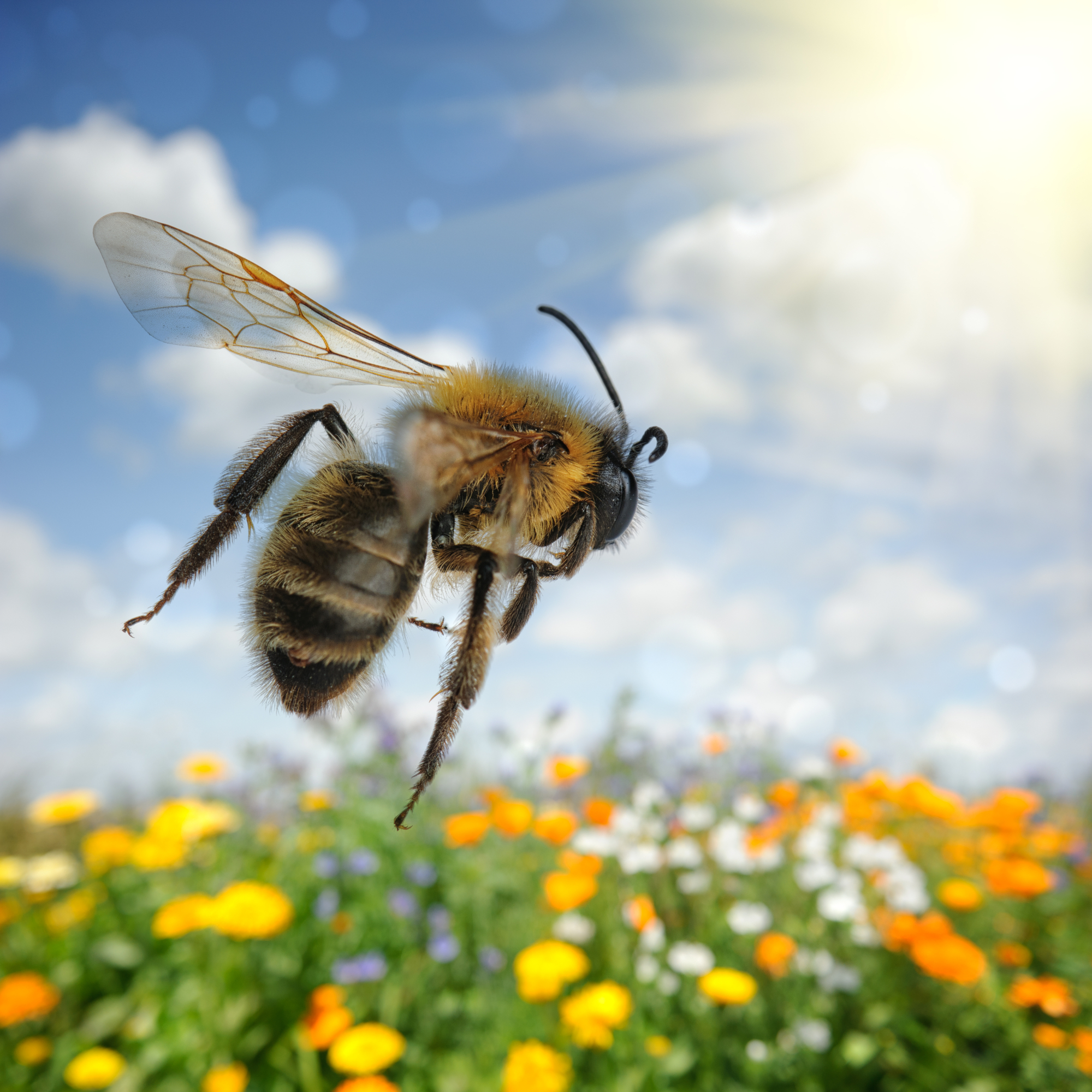 honeybee flying through flower garden