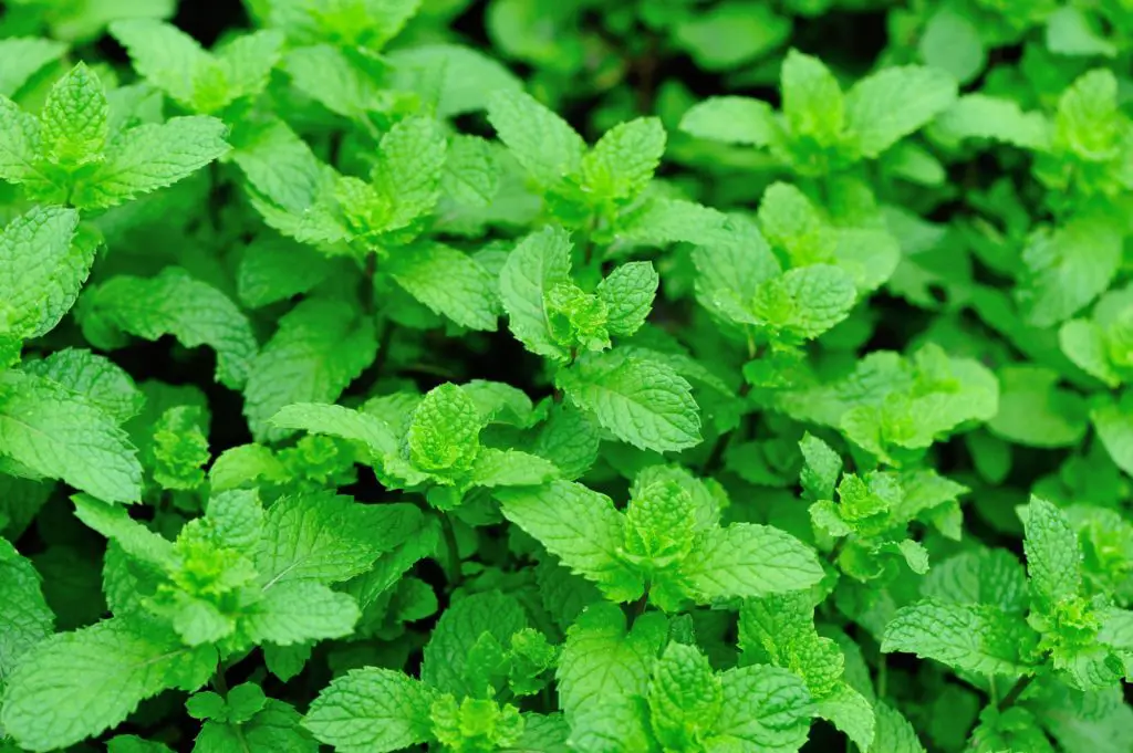 Peppermint plant in garden